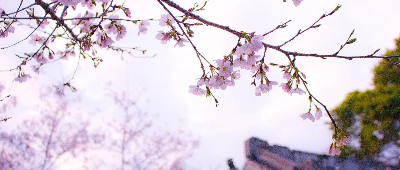 “櫻花”綻放，美景相隨！